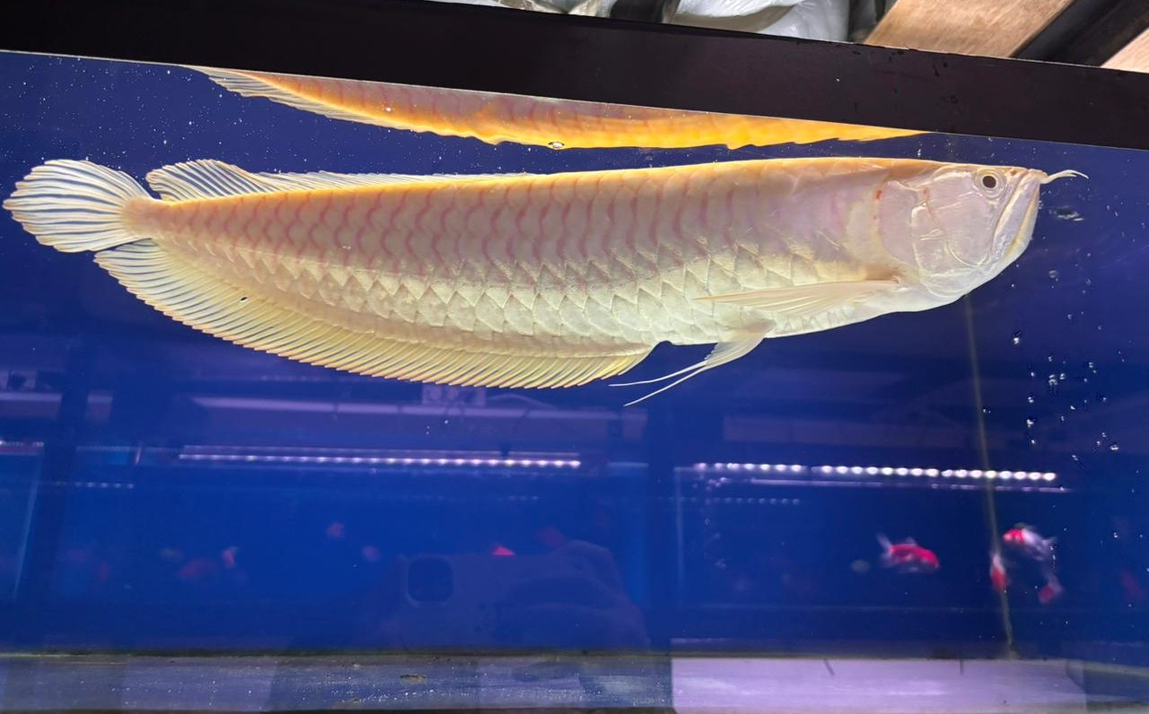 Ikan Arwana
