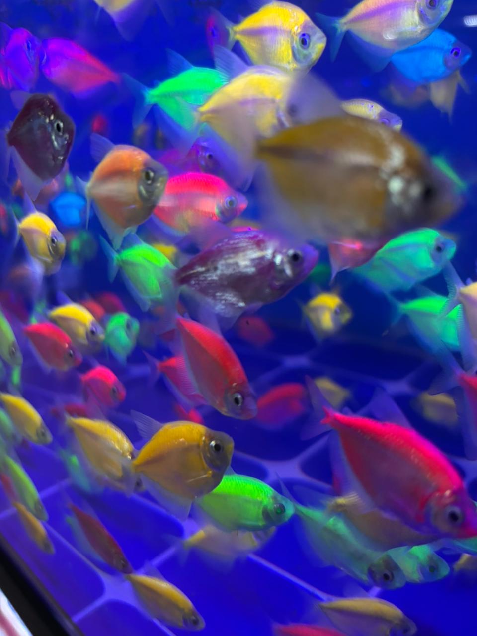 Ikan Glowfish